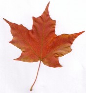maple leaf Image courtesy of Alistair Williamson and stock.xchng